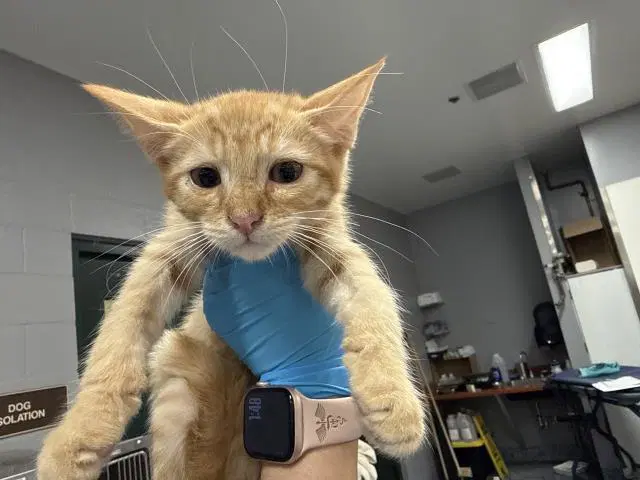 Duck - Domestic Short Hair