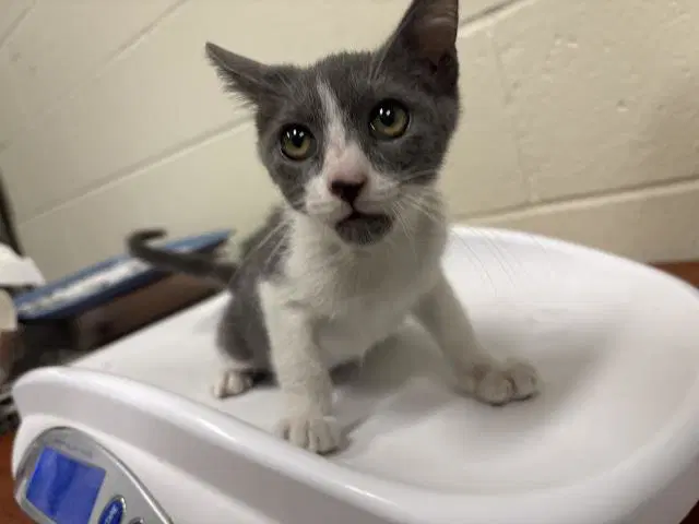 Chicha - Domestic Short Hair