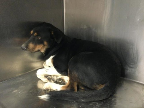 picture of the dog needing adoption