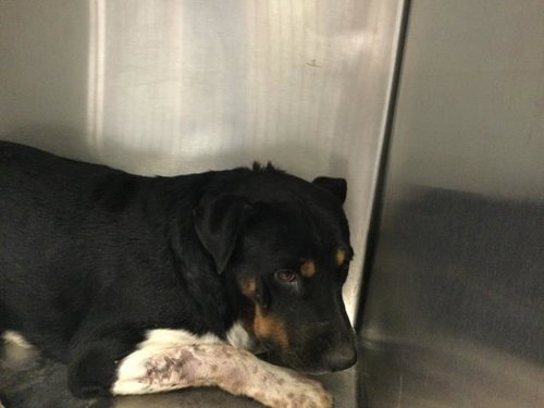 picture of the dog needing adoption