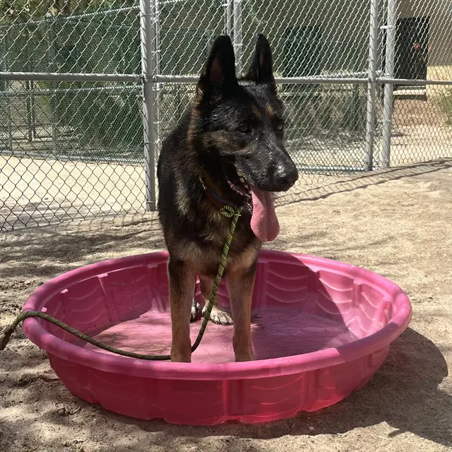 Marco - German Shepherd Dog