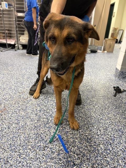 picture of the dog needing adoption