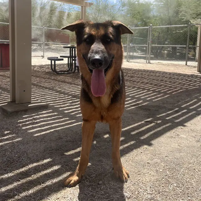 Unknown - German Shepherd Dog