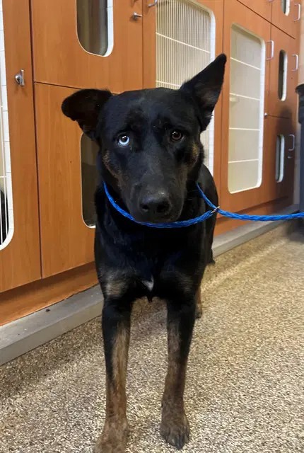Eclipse - German Shepherd Dog