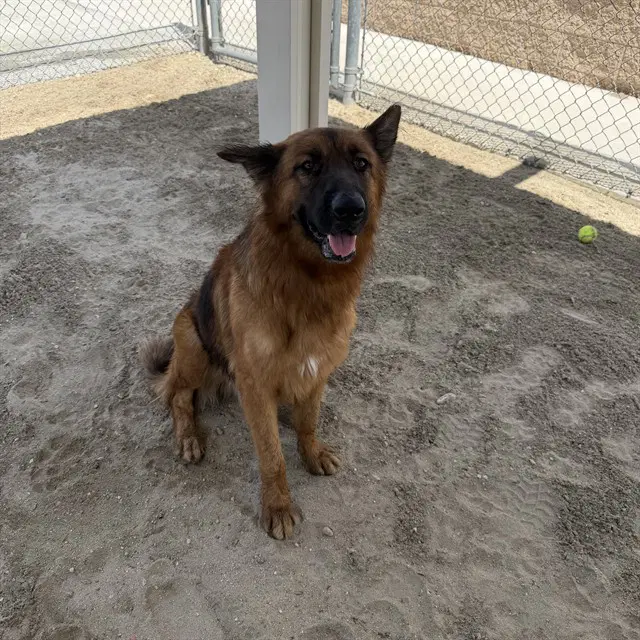 Gunther - German Shepherd Dog
