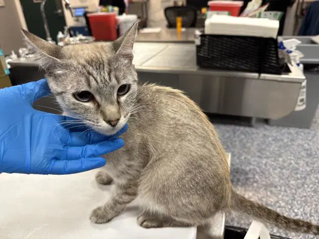 Marina - Domestic Short Hair