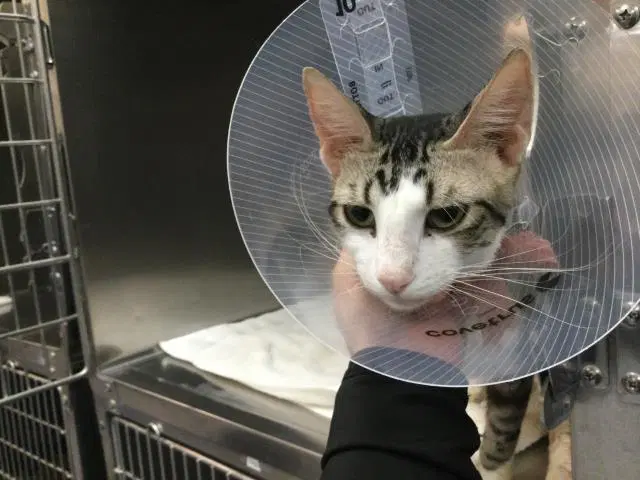 Unknown - Domestic Short Hair