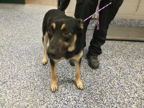 picture of the dog needing adoption