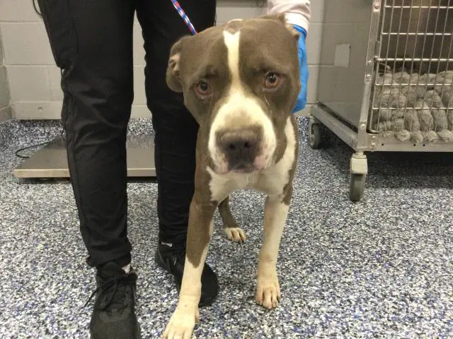 Unknown - Pit Bull Terrier