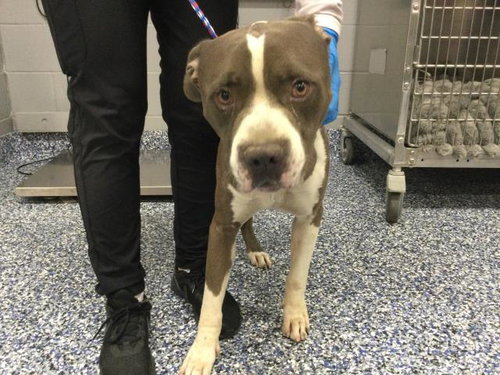 picture of the dog needing adoption