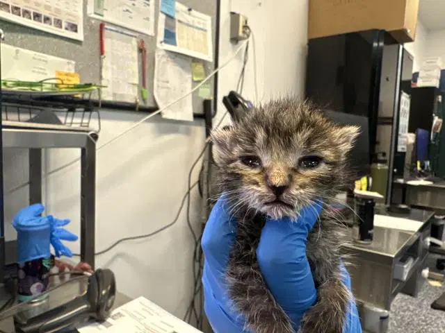 Unknown - Domestic Short Hair