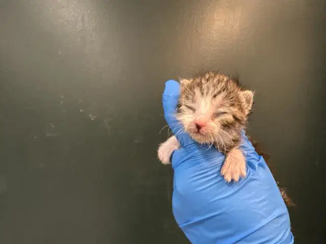 Unknown - Domestic Short Hair