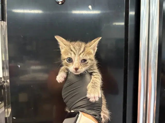 Unknown - Domestic Short Hair