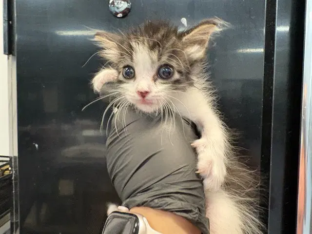 Unknown - Domestic Short Hair