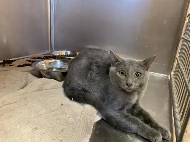 Unknown - Domestic Short Hair