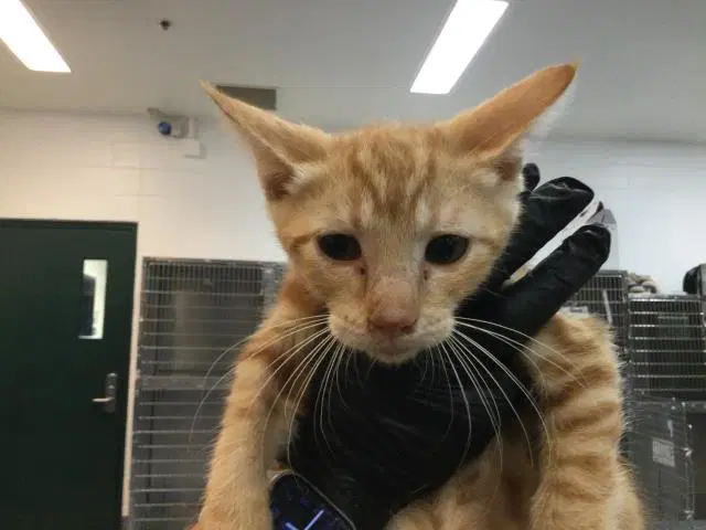 Unknown - Domestic Short Hair