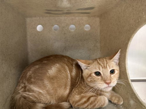 ORLANDO, a cat for adoption from Riverside County Animal Control - Coachella Shelter