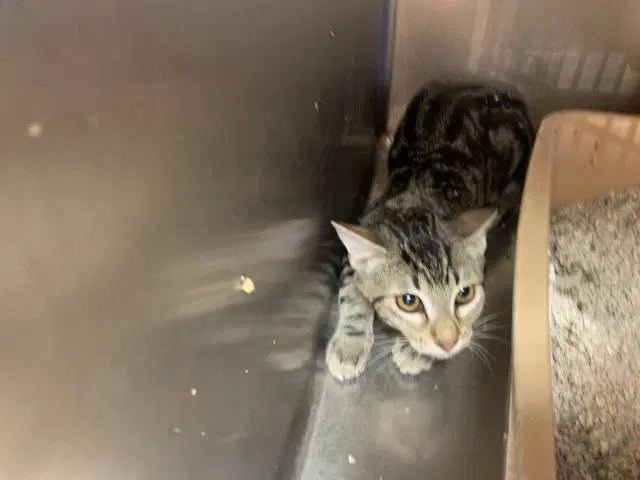 Unknown - Domestic Short Hair