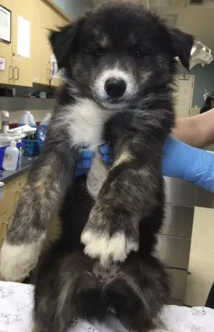 Brother Bear - Australian Shepherd