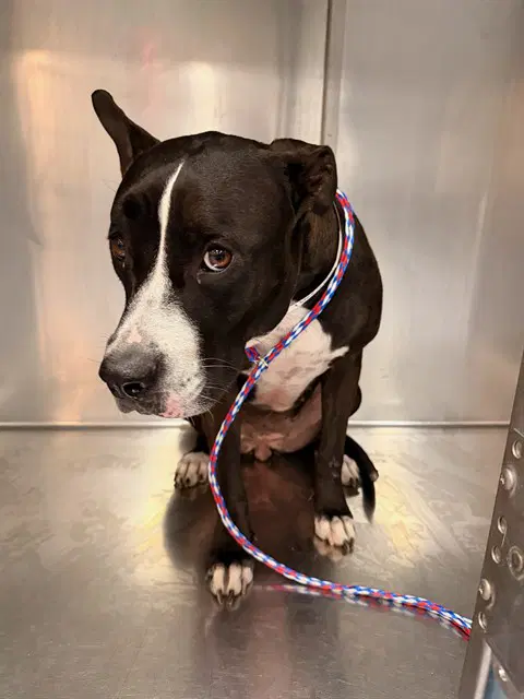 Denise - Pit Bull Terrier