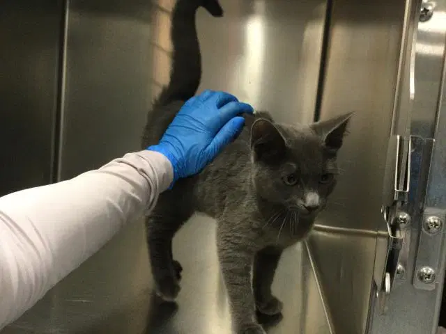 Araya - Domestic Short Hair