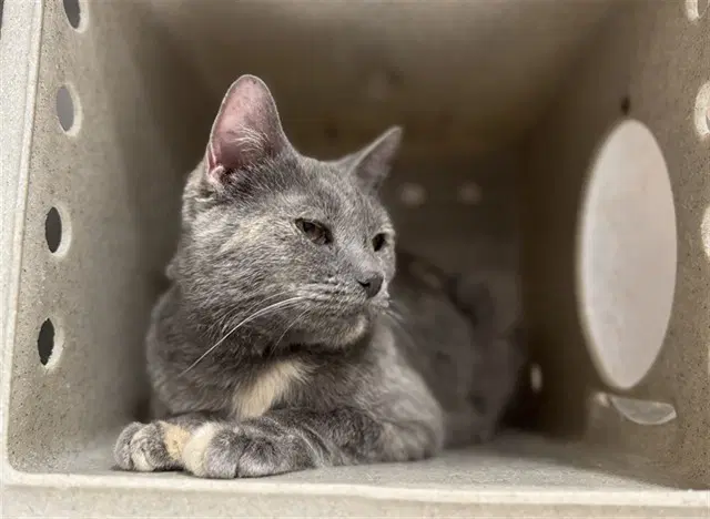Morgan - Domestic Short Hair