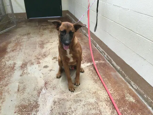 Eli - Belgian Shepherd Malinois