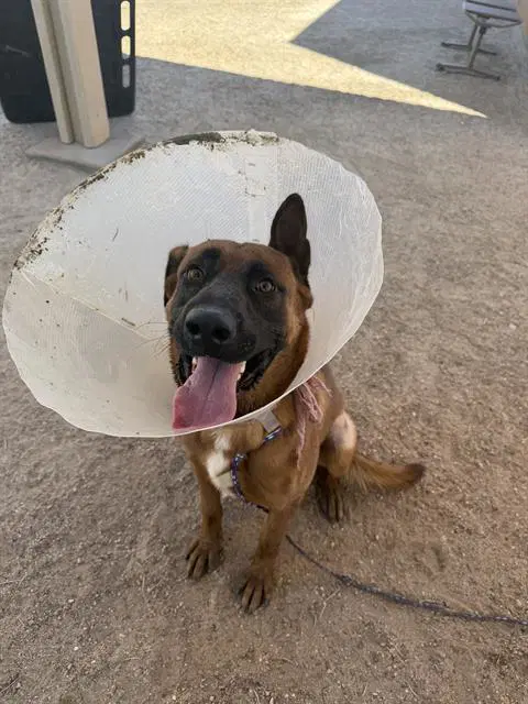 Eli - Belgian Shepherd Malinois