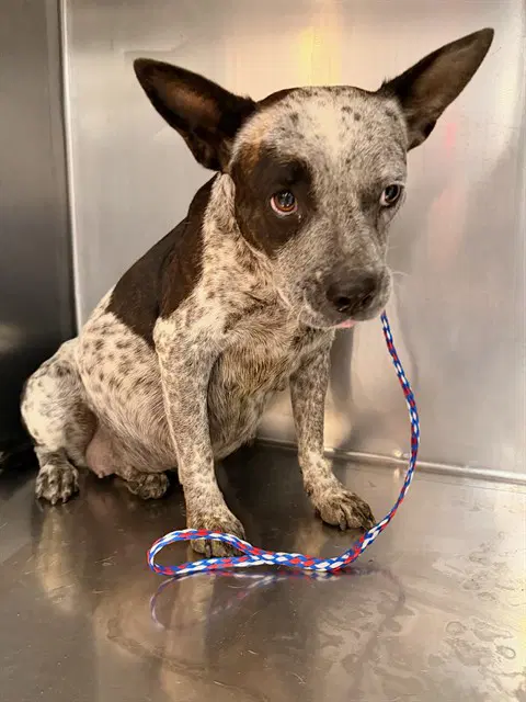 Selene - Australian Cattle Dog/Blue Heeler