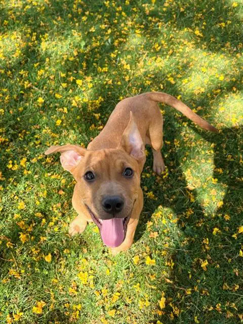 Chula - Pit Bull Terrier