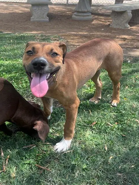 Cinammon - Pit Bull Terrier