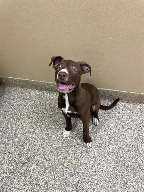 Toblerone - Labrador Retriever