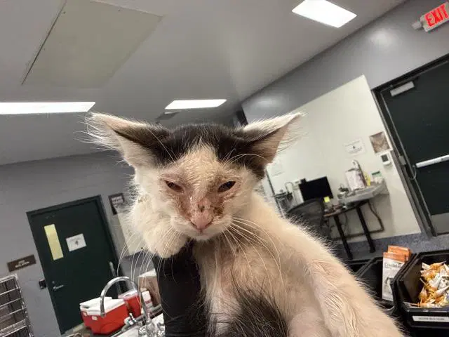 Unknown - Domestic Short Hair