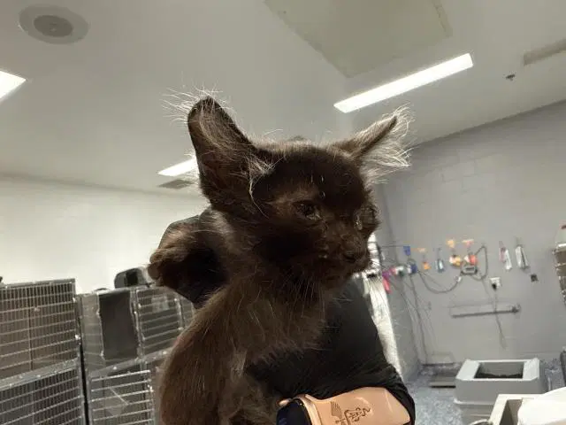 Unknown - Domestic Short Hair