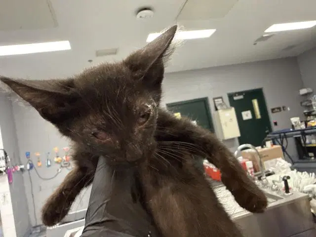Unknown - Domestic Short Hair