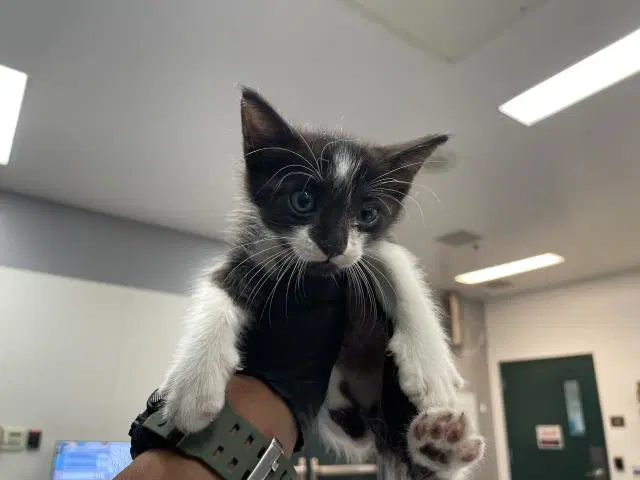 Unknown - Domestic Short Hair