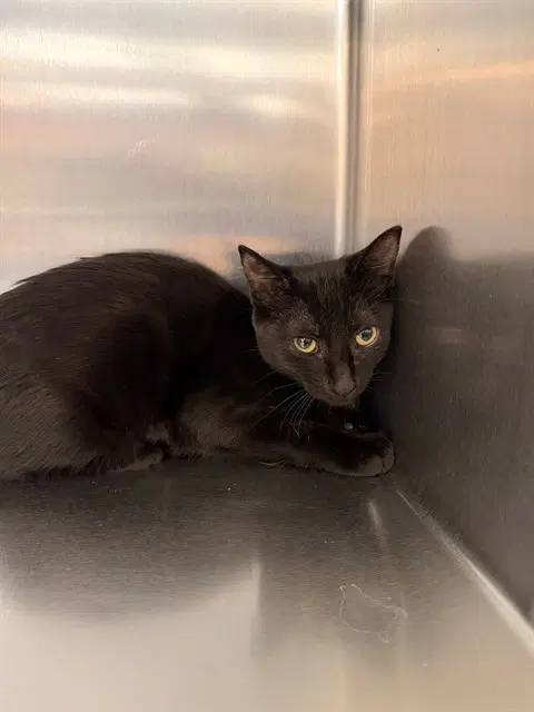 Espresso - Domestic Short Hair