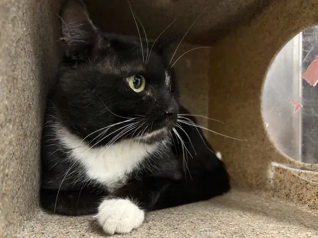 Nicco - Domestic Short Hair