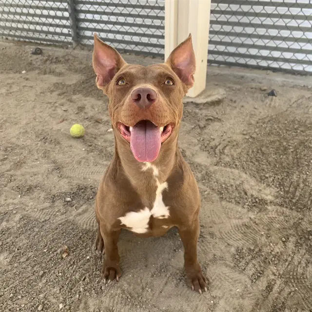 Moosey - American Pit Bull Terrier