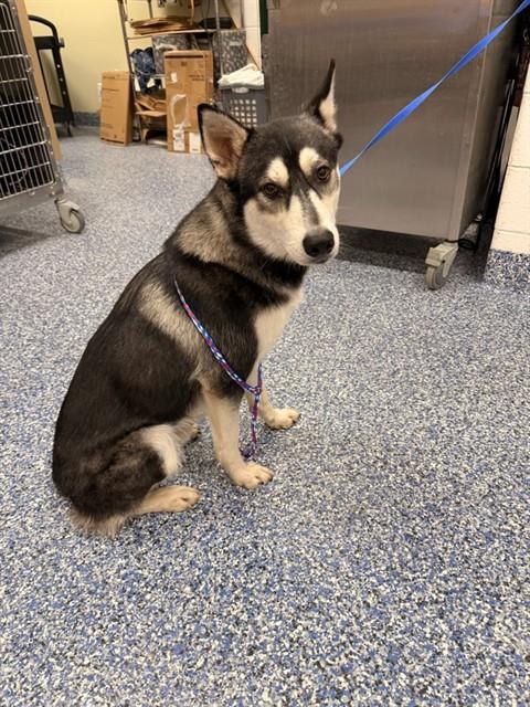 Sitka
