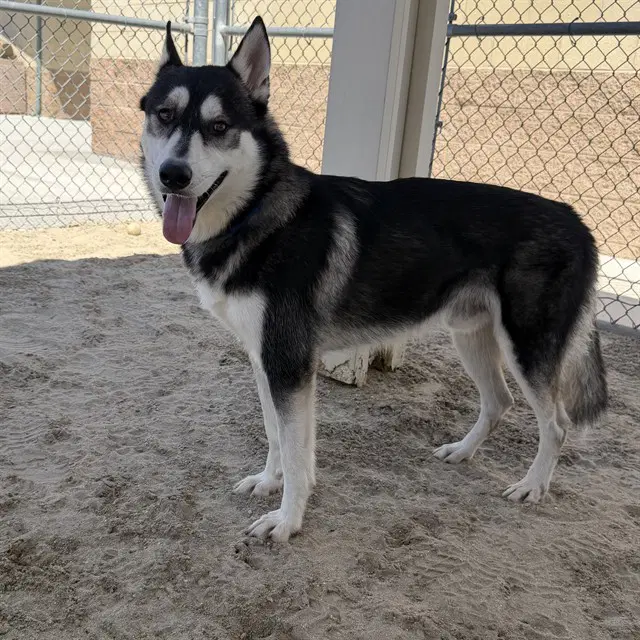 Sitka - Husky