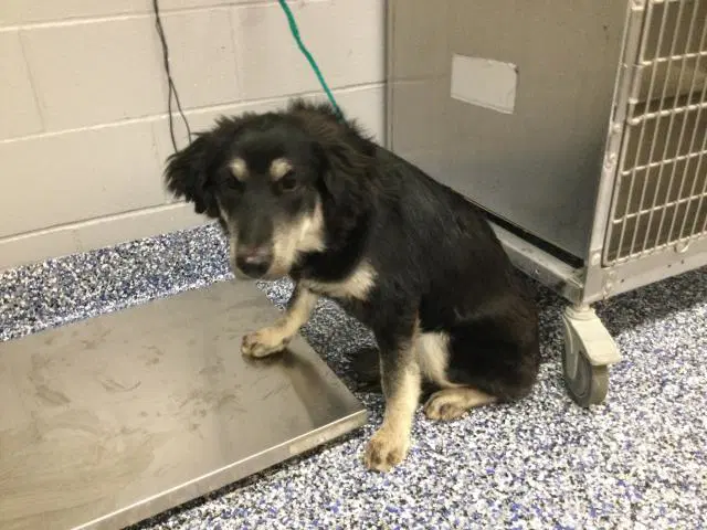 Flor - Australian Shepherd