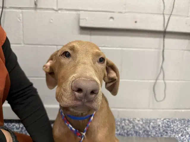Jim - Pit Bull Terrier