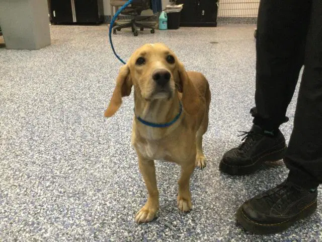 Bud - Beagle