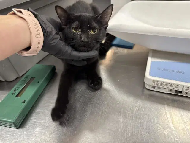 Spooks - Domestic Medium Hair