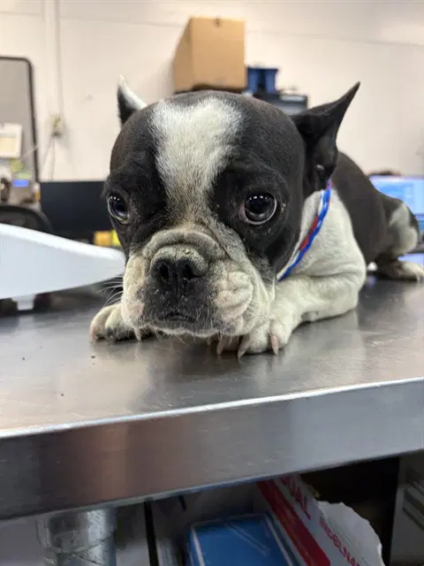 Sky - French Bulldog