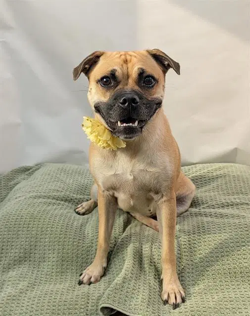 Maple - Pug