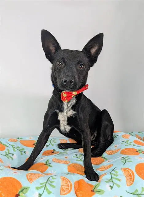 Sweet Pea - Chihuahua