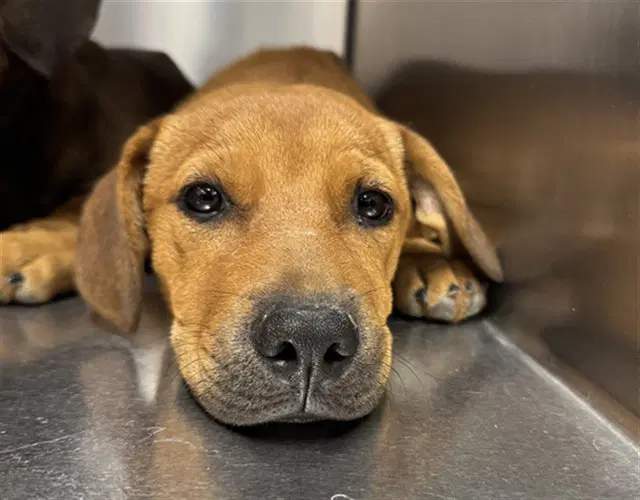 Clifford - Pit Bull Terrier