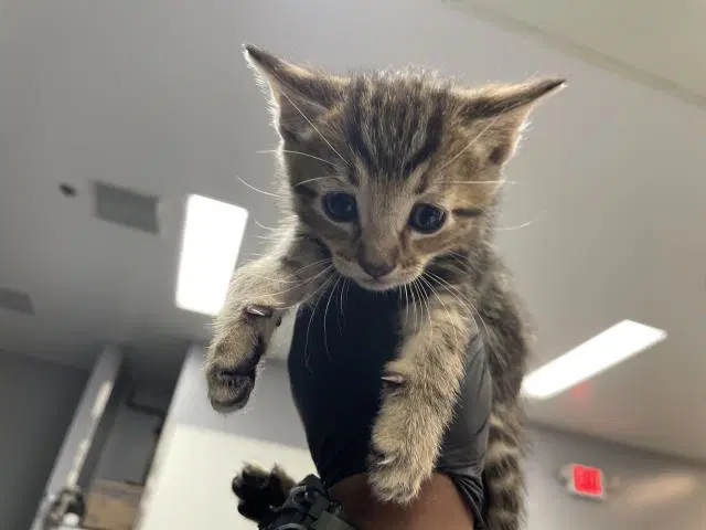 Unknown - Domestic Short Hair